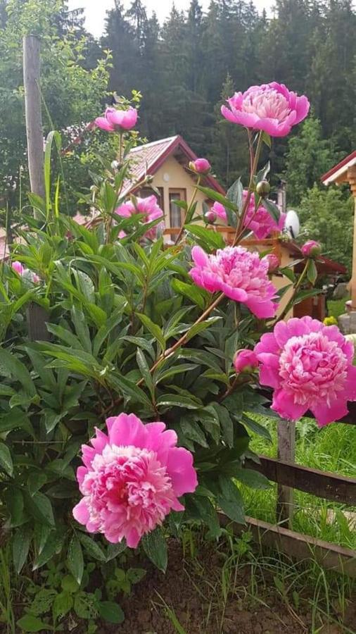 Forest Vibes Spa Cimpu lui Neag Exterior photo
