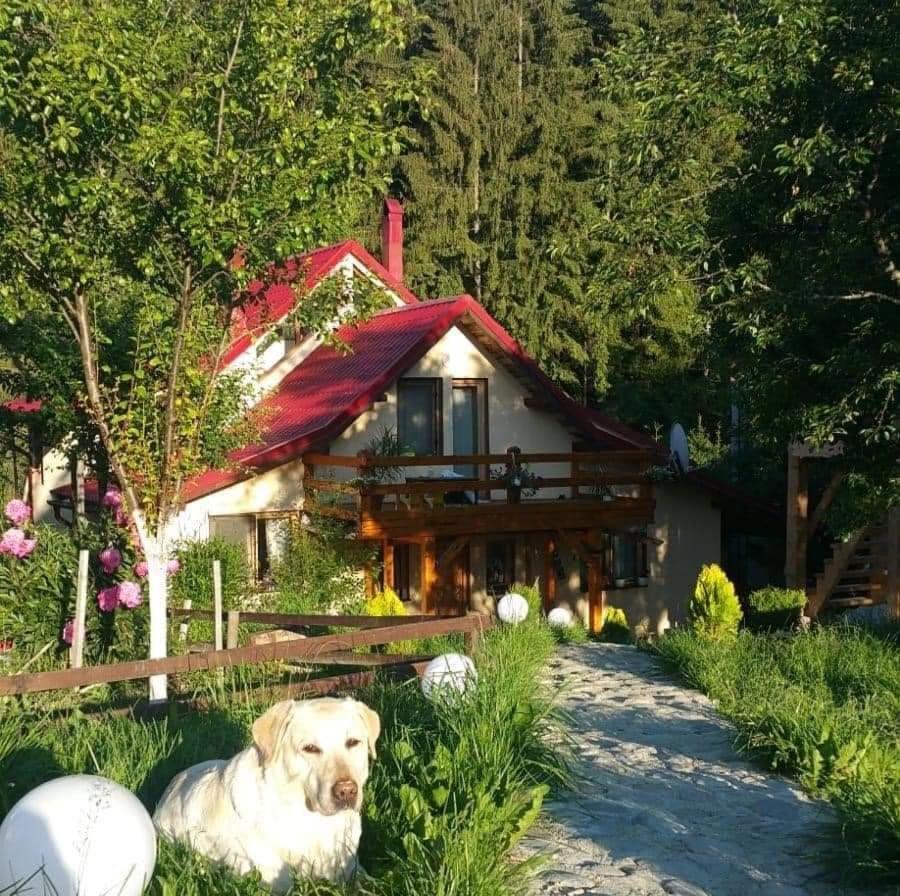 Forest Vibes Spa Cimpu lui Neag Exterior photo