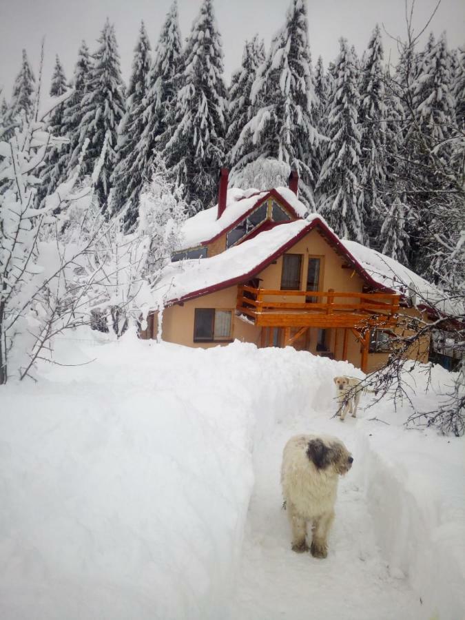 Forest Vibes Spa Cimpu lui Neag Exterior photo