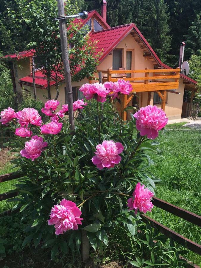 Forest Vibes Spa Cimpu lui Neag Exterior photo