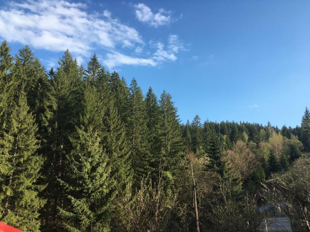 Forest Vibes Spa Cimpu lui Neag Exterior photo
